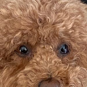 Meet your Posher, Danny